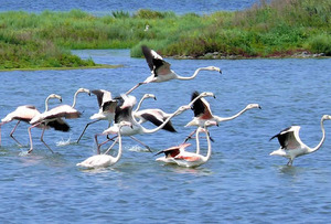 (Parco del Delta del Po) primavera slow...week-end a tutta natura!